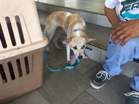 Cebu City pound does not kill dogs due to lack of space.